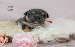 Olde English Bulldogge dogs for sale: Olde english bulldog  - Image 9