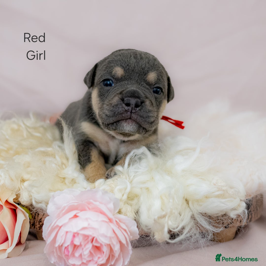 Olde English Bulldogge dogs for sale: Olde english bulldog  - Image 9