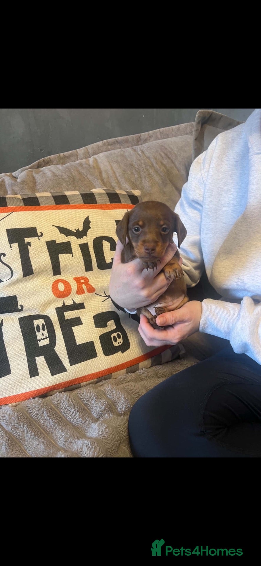 Miniature Dachshund dogs Miniature Dachshund babies  - Advert 4