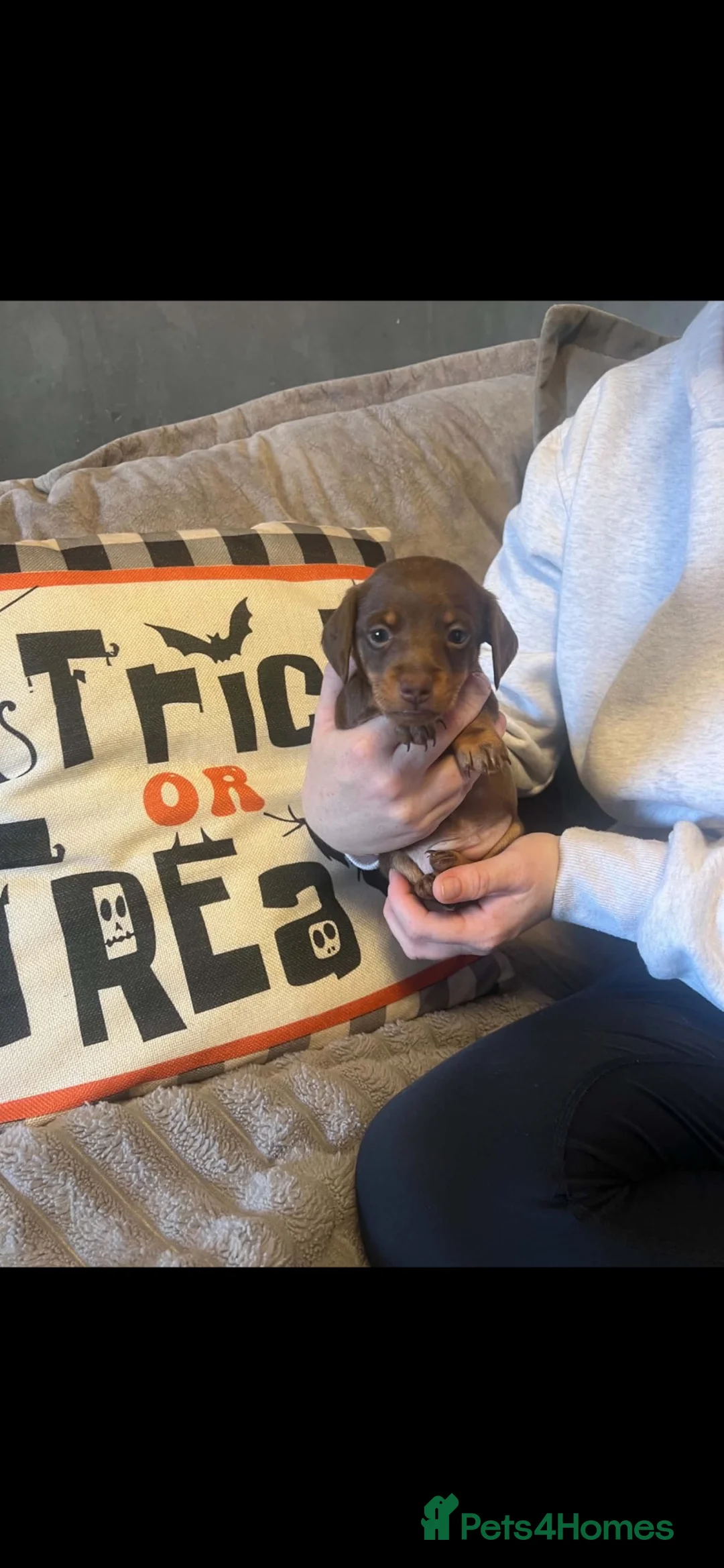 Miniature Dachshund dogs for sale: Miniature Dachshund babies  - Advert 1