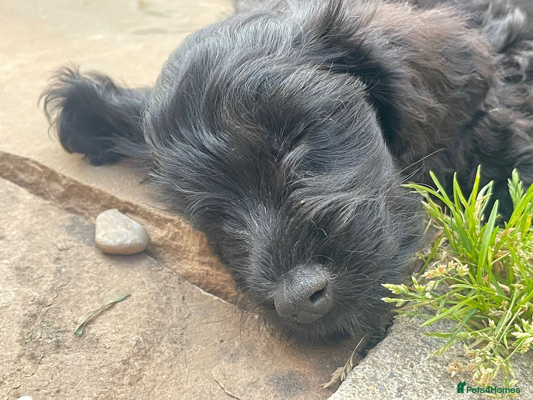Cockapoo dogs for sale: Stunning Cockapoo pups  - Image 22