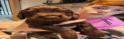 Cocker Spaniel dogs for sale: Chocolate Cocker spaniel pups in Castleford - Advert 13
