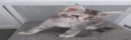Maine Coon cats for sale: Pure breed XXL Maine Coon kittens  - Advert 18