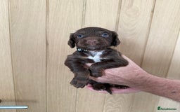 Cocker Spaniel dogs for sale: Cocker spaniel puppy’s  - Image 4