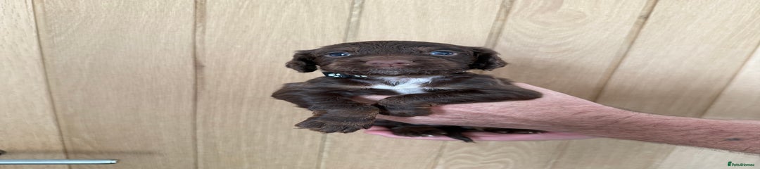 Cocker Spaniel Puppy 4