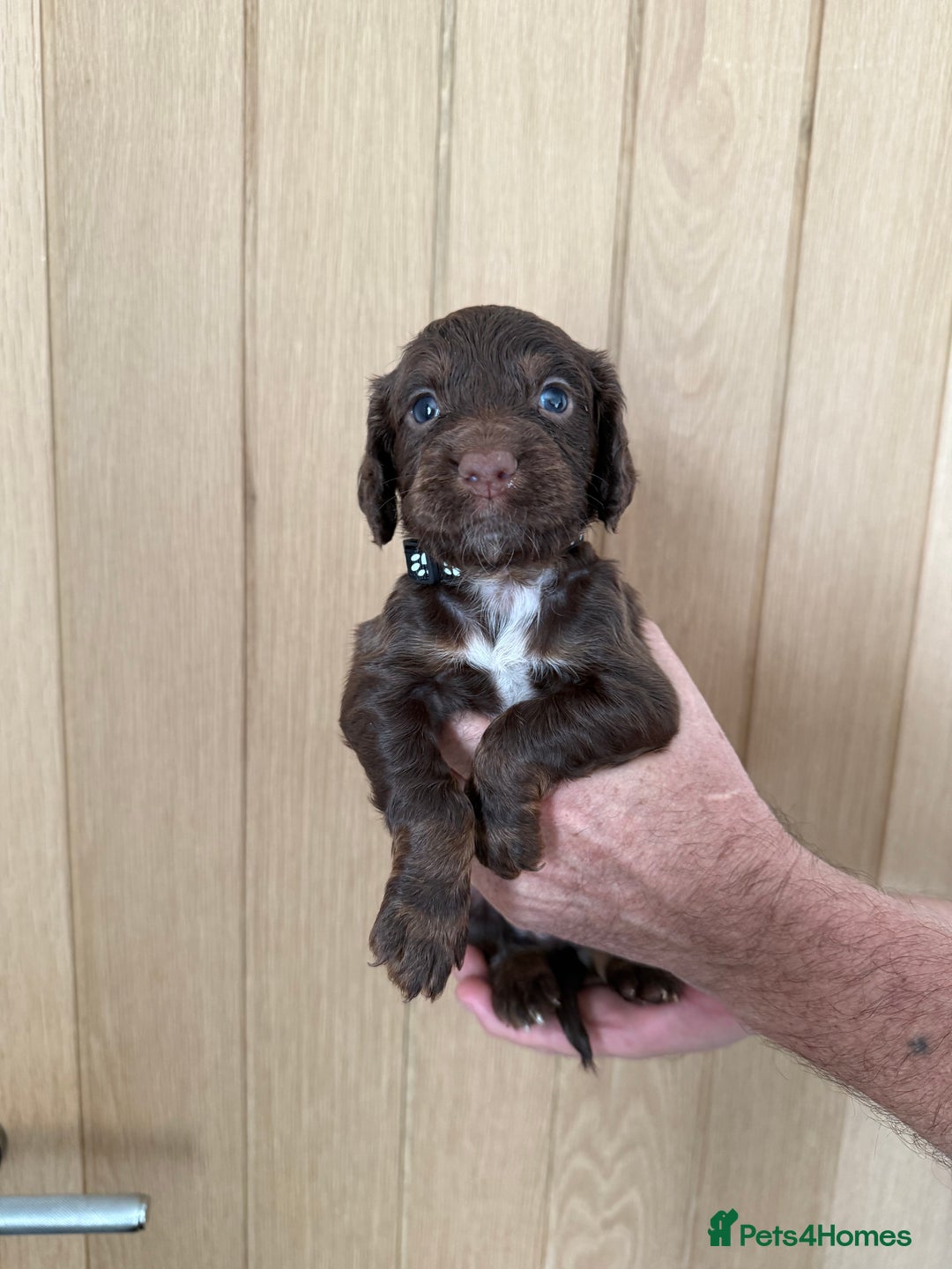 Cocker Spaniel dogs for sale: Cocker spaniel puppy’s  - Image 4