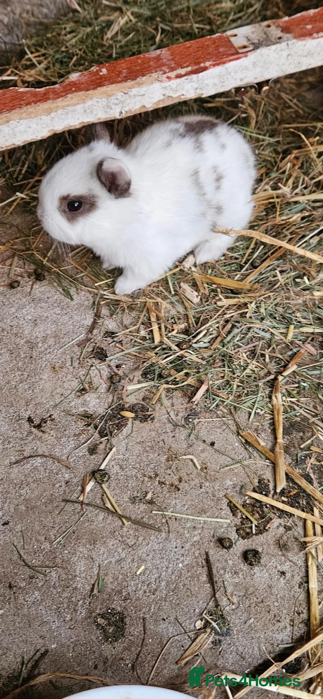 Mixed Breed rabbits for sale: They are mix rex and Dutch.🥰 - Advert 20