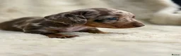 Miniature Dachshund dogs for sale: Beautiful dachshund puppies  - Advert 27