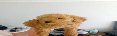 Cavapoo 3