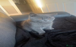British Shorthair cats for sale: British Blue Shorthair Kittens(Male) 1 available - Image 19