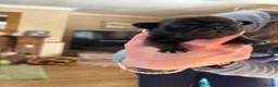 Pug dogs for sale: Purebred Pug Puppies  in Yeovil - Advert 16