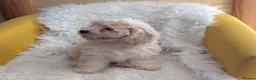 Mixed Breed dogs for sale: Adorable, dachshund/schnauzer/shichon x  in Margate - Advert 6