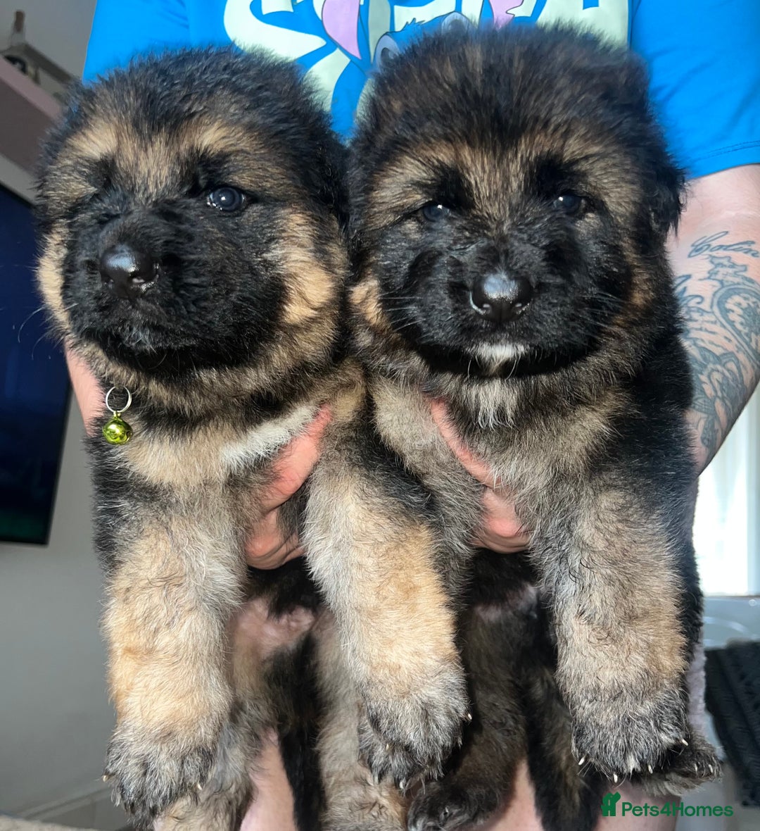 German Shepherd dogs for sale: 🏆quality KC registered long haired GSD pups🏆 - Image 8