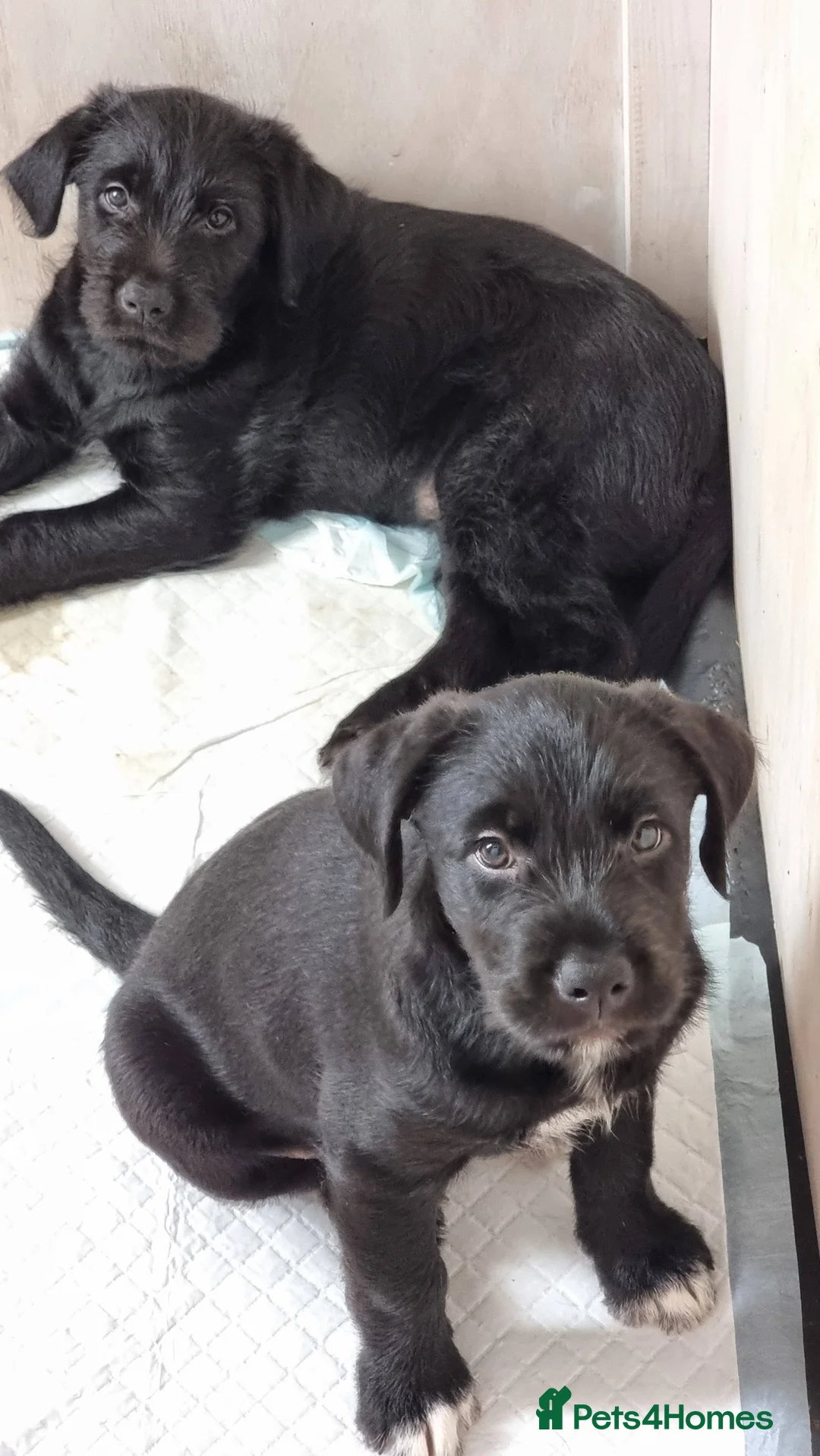 Mixed Breed dogs for sale: puppy love. 2 puppies in Falmouth - Advert 2