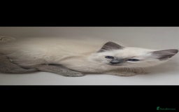 Ragdoll cats for sale: Beautiful blue ragdoll kittens - Image 4