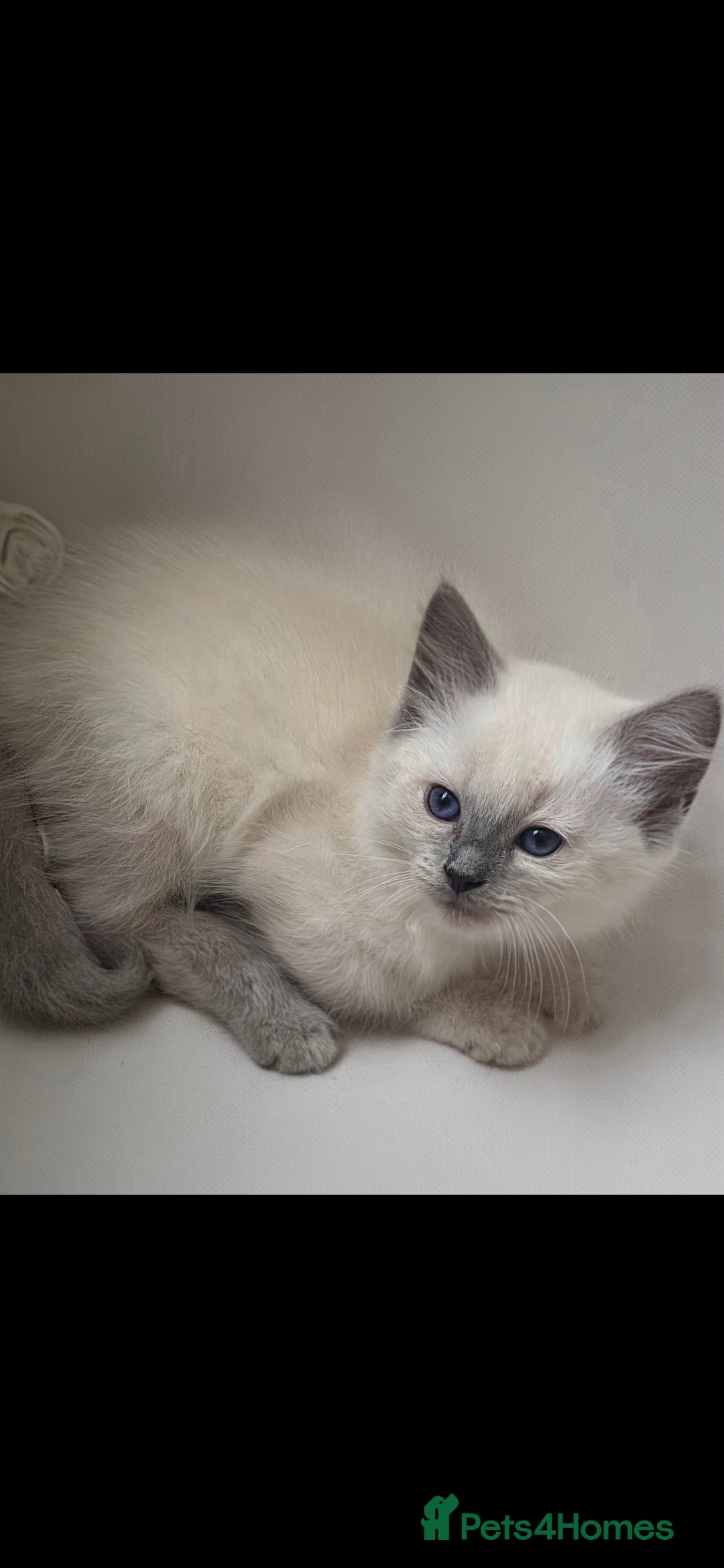 Ragdoll cats for sale: Beautiful blue ragdoll kittens - Image 4