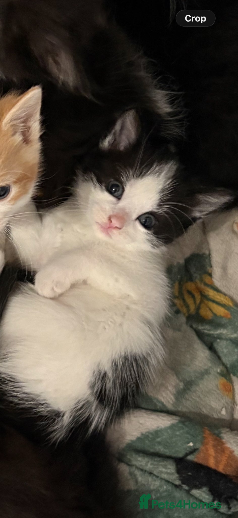 Domestic Shorthair cats Last kitten left - Advert 13