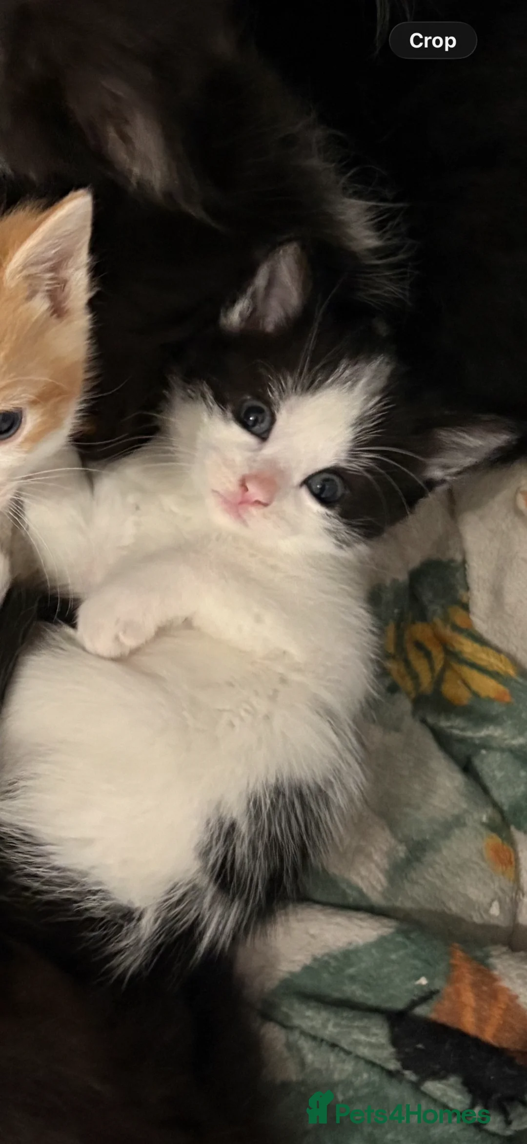 Domestic Shorthair cats for sale: Last kitten left - Advert 1