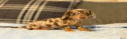 Miniature Dachshund dogs for sale: 3 puppies ready to leave  - Advert 3