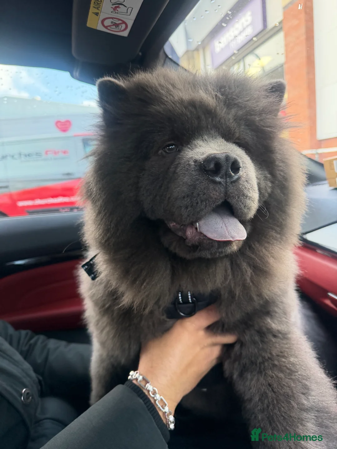 Chow Chow dogs for sale: Female chow  - Advert 2