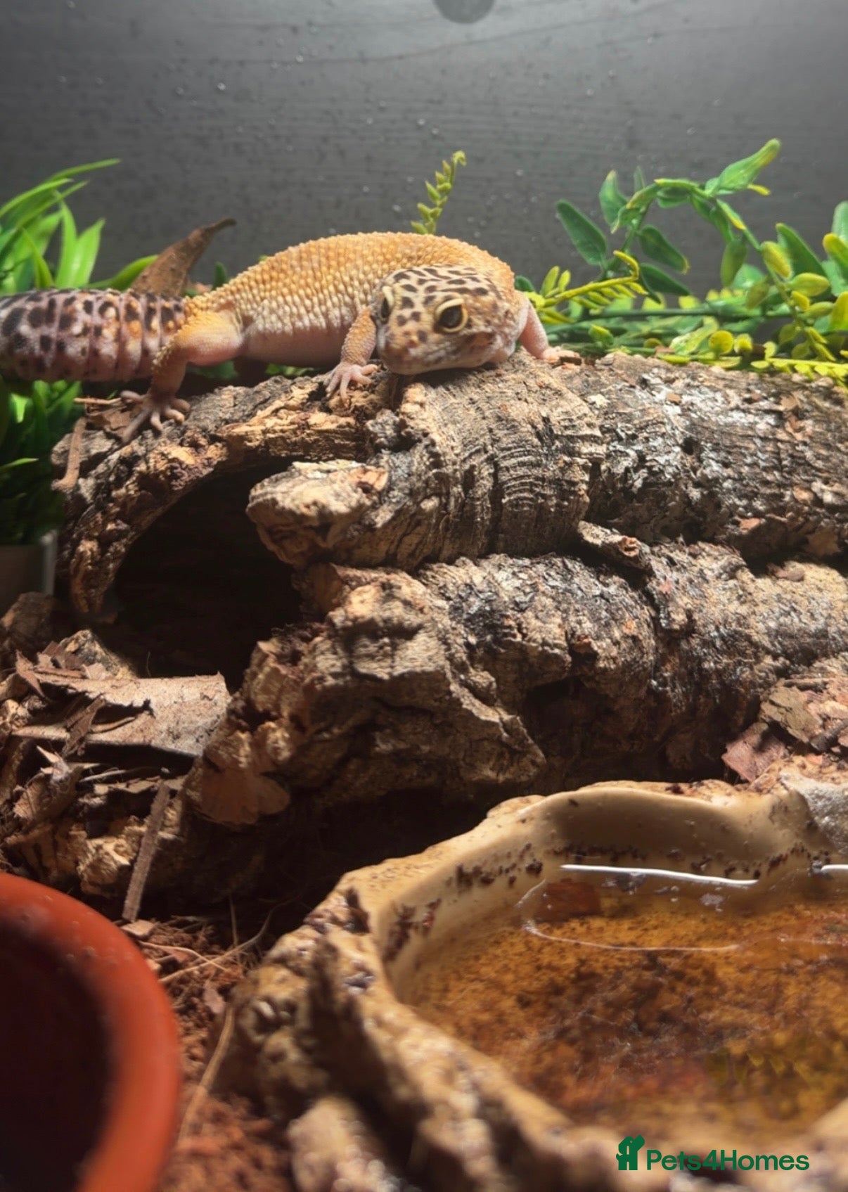 Gecko reptiles Leopard Gecko - Advert 2