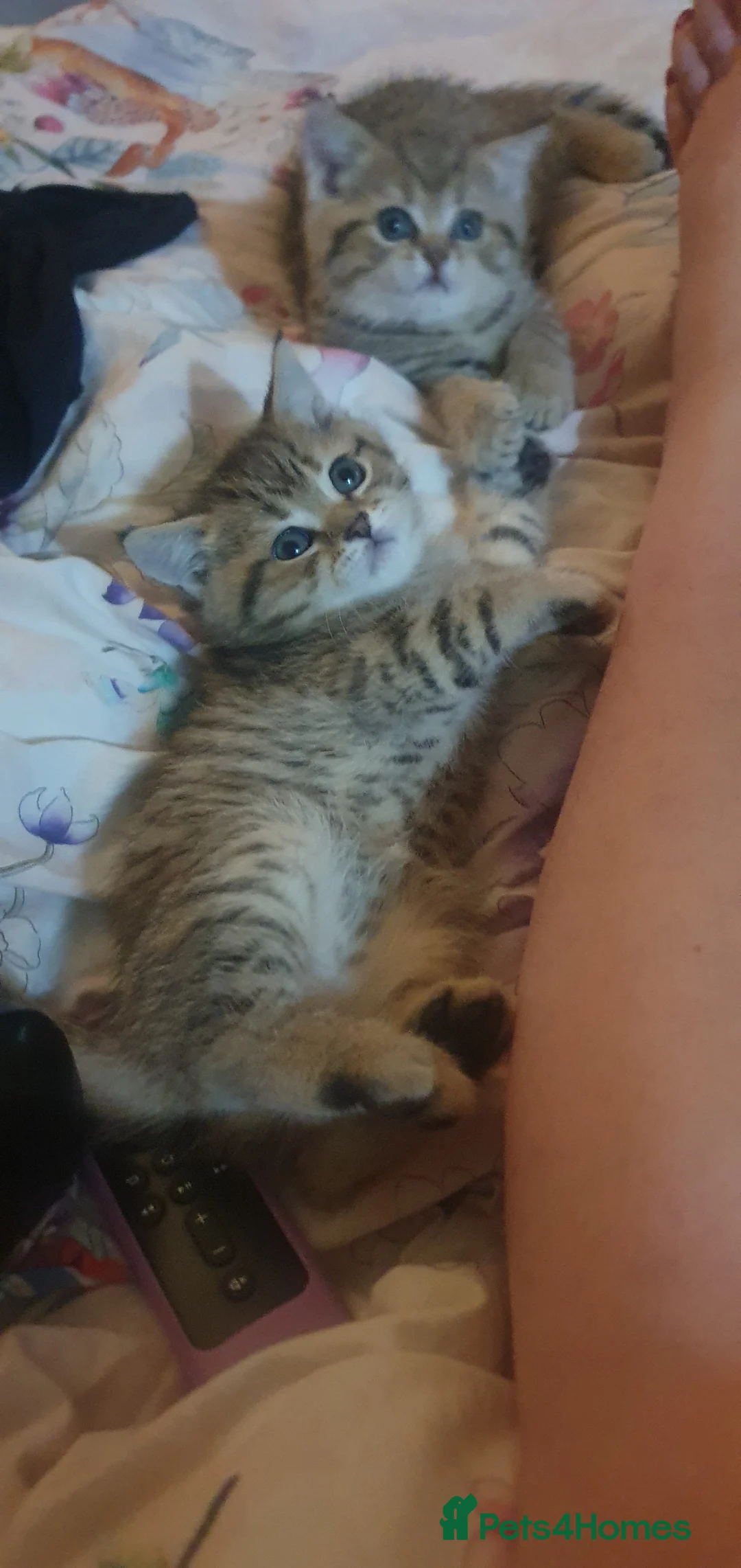 British Shorthair cats for sale: BRITISH SHORTHAIR BLACK GOLDEN SPOTTED TABBY - Advert 9