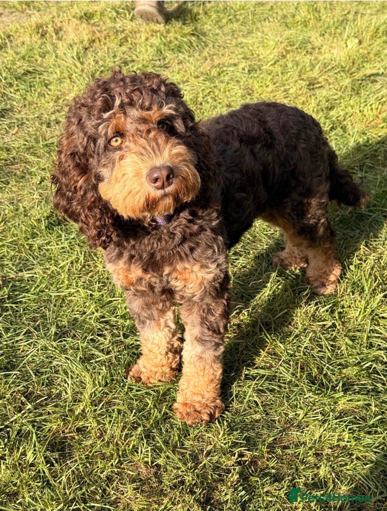 Cockapoo dogs Chocolate Tri Phantom Merle & Chocolate Phantom - Advert 1