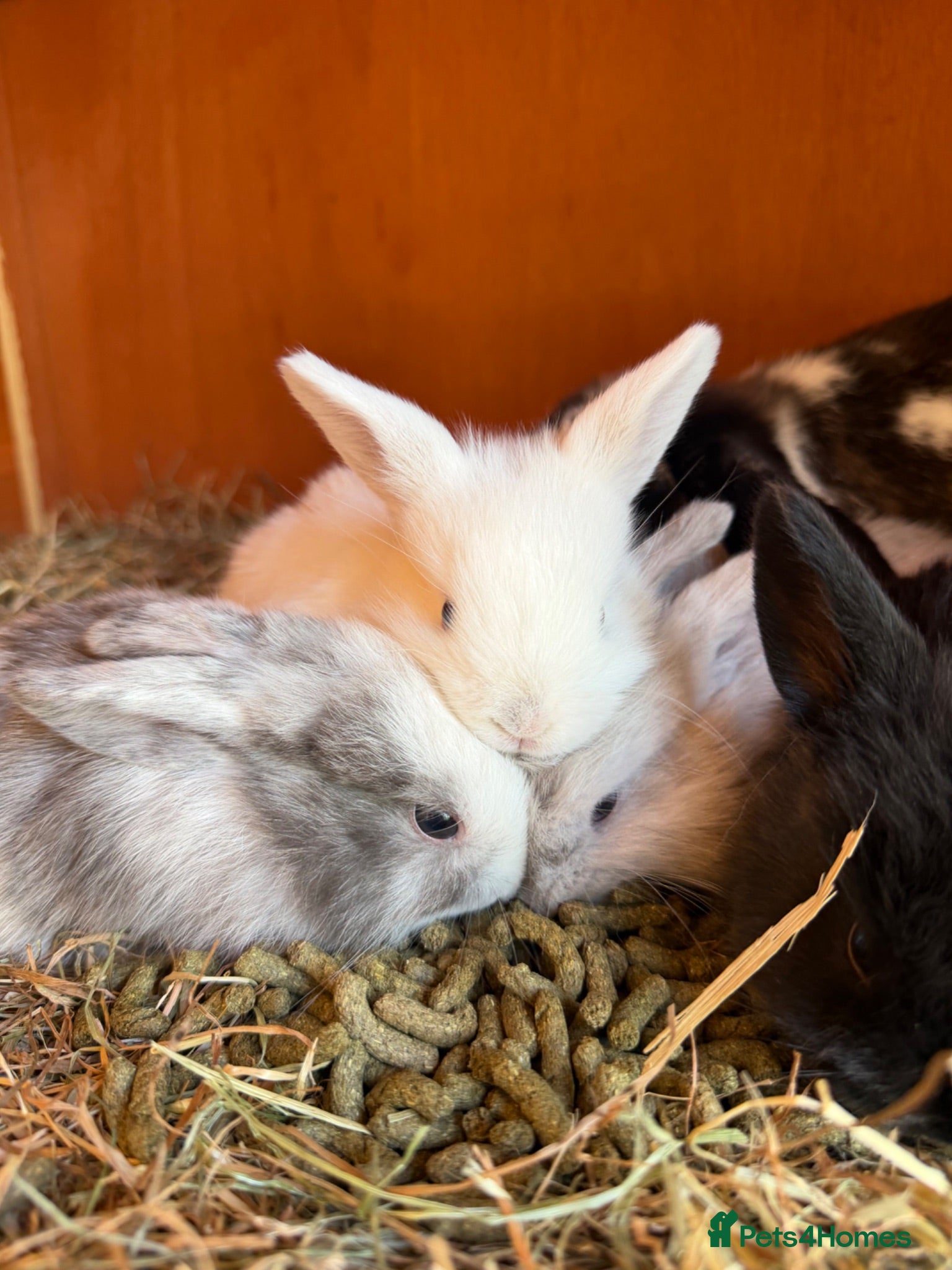 Mini Lop rabbits Stunning Vienna marked mini lops  - Advert 6