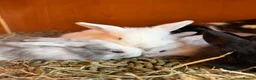 Mini Lop rabbits for sale: Stunning Vienna marked mini lops  - Advert 8