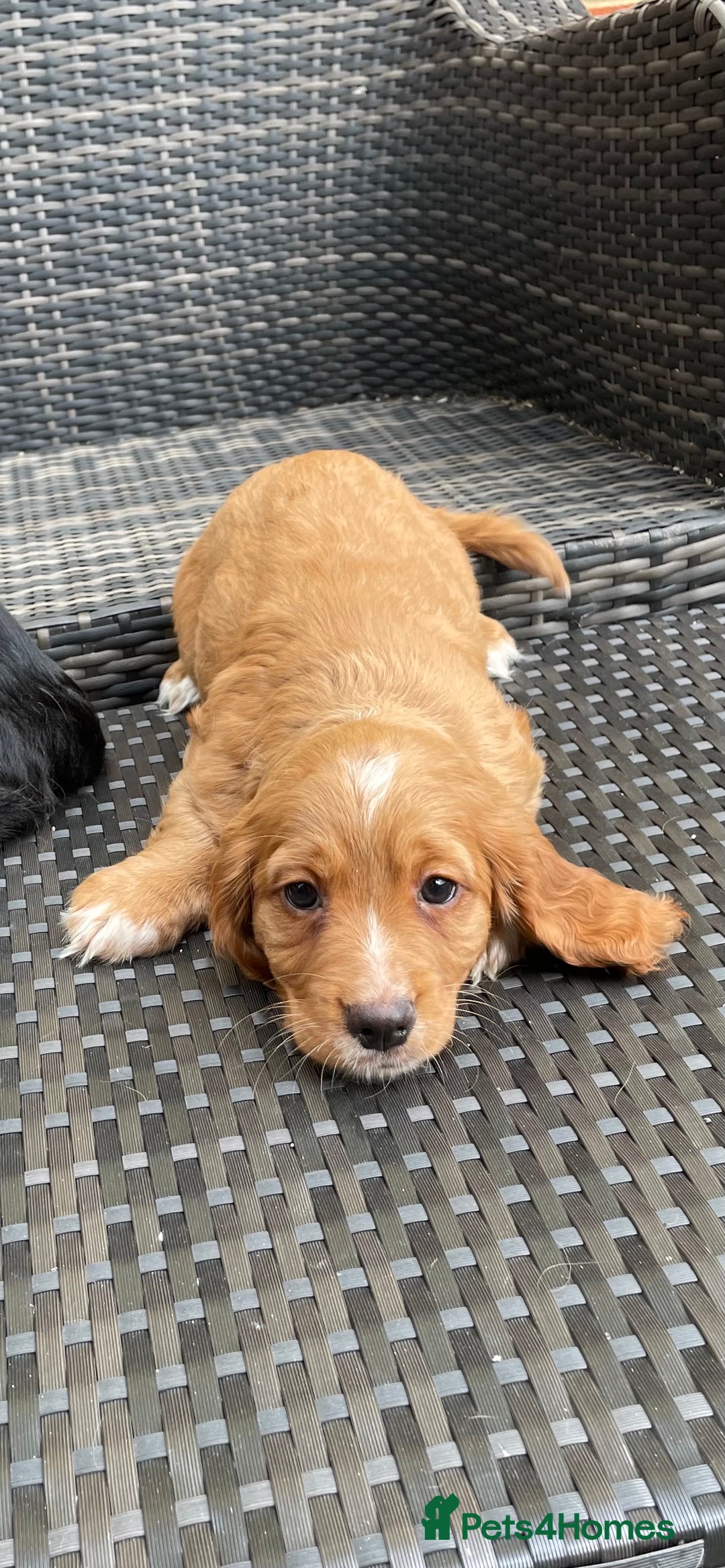 Cocker Spaniel dogs for sale: Cocker Spaniel Pups - Image 5