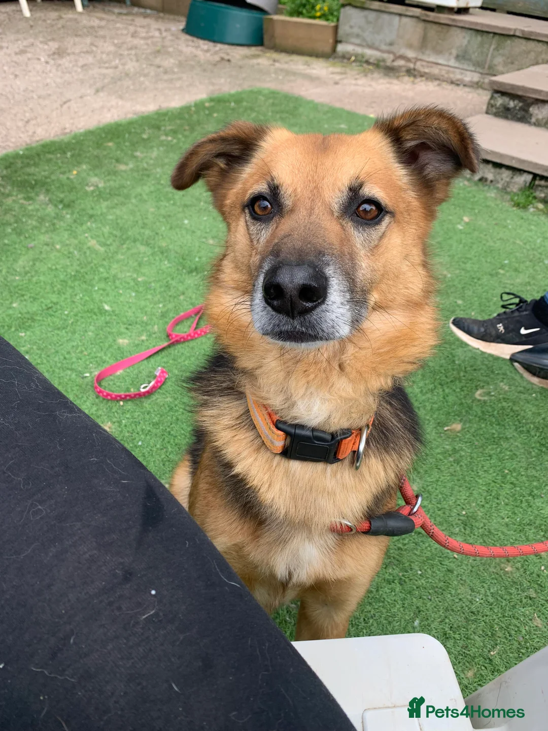 Mixed Breed dogs for adoption: Meet Star, currently residing in Cheshire  in Nantwich - Advert 2