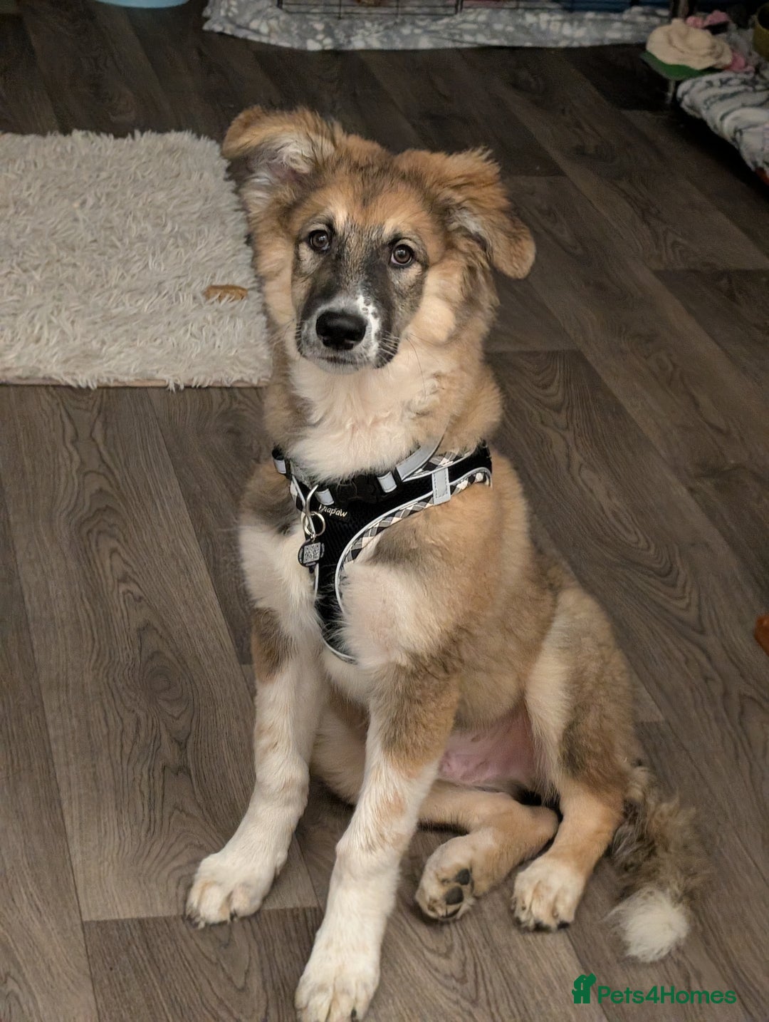 Mixed Breed dogs for sale: Golden shepherd  - Advert 2