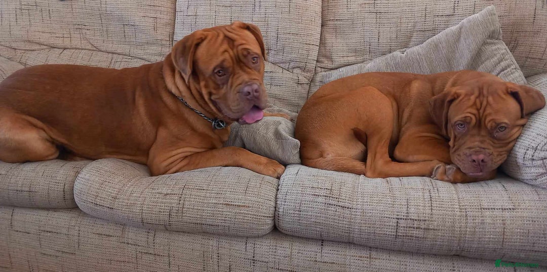 Dogue De Bordeaux dogs for sale: Snooch & River Dogue De Bordeaux 2 & 3 Years old. - Image 2