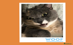 Mixed Breed cats for adoption: A golden girl looking for love - Image 5