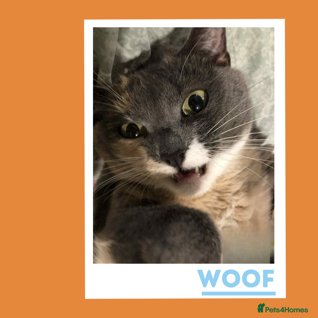 Mixed Breed cats for adoption: A golden girl looking for love - Image 5