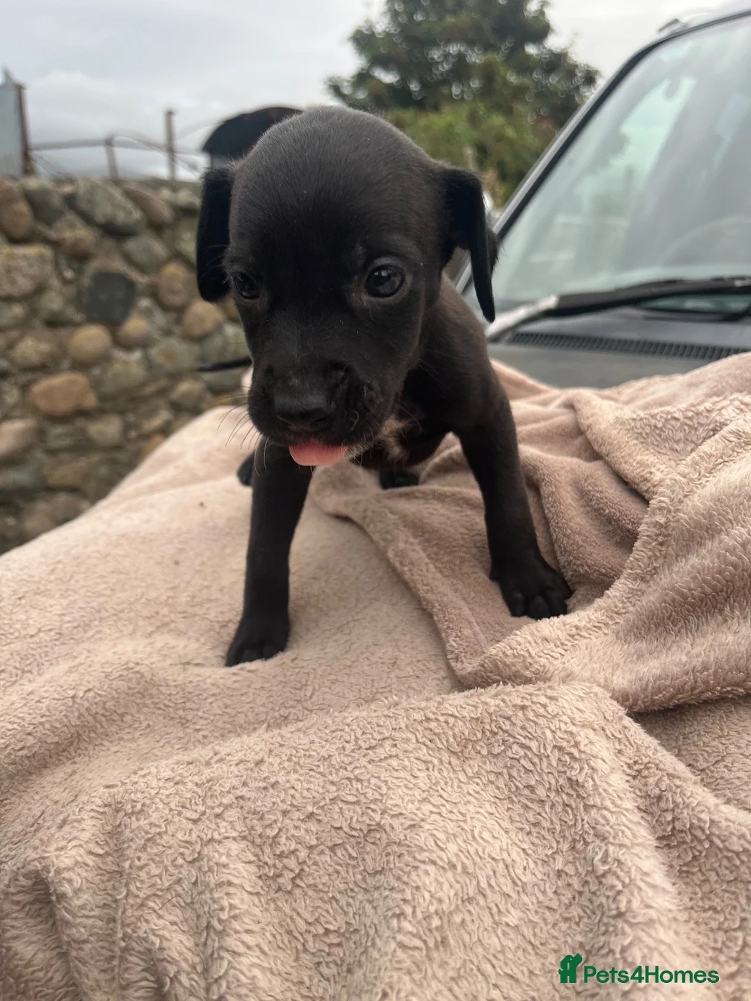Mixed Breed dogs for sale: Lurcher x vizla puppies  in Millom - Advert 17