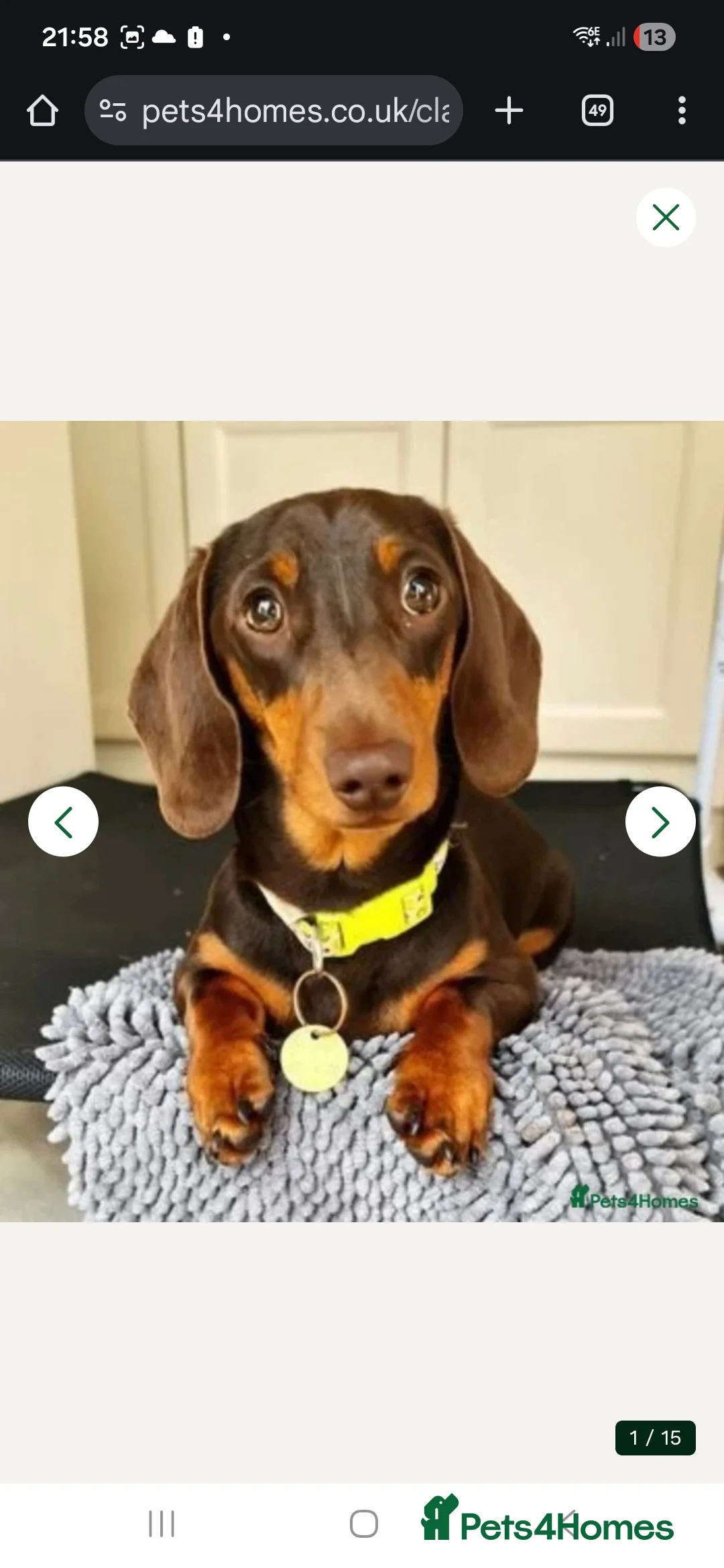 Miniature Dachshund dogs for sale: Adorable KC Pedigree Miniature Dachshund Puppies - Advert 36