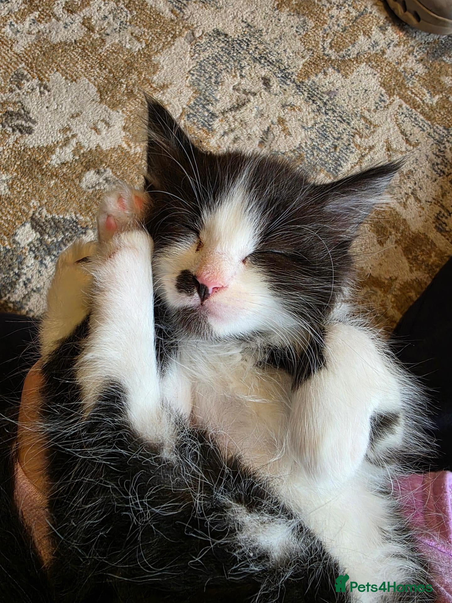 Maine Coon cats Poly litter of mainecoon/ragdoll - Advert 2
