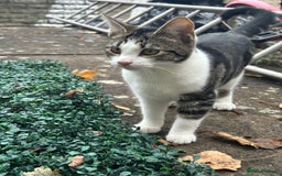 Mixed Breed cats for sale: Two kittens for sale - Image 4