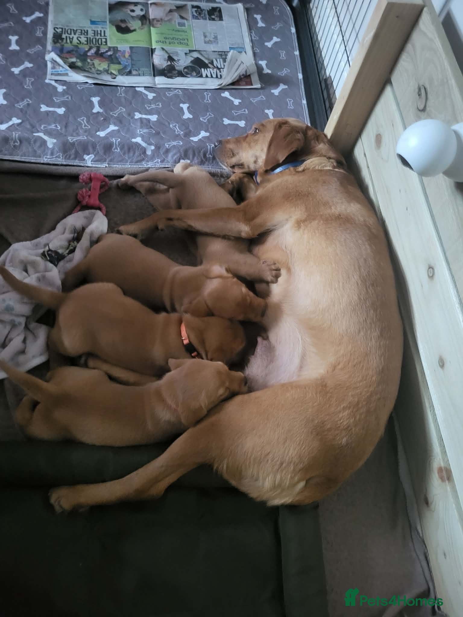 Labrador Retriever dogs Fox Red Labrador - Advert 1