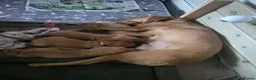 Labrador Retriever dogs for sale: Fox Red Labrador - Advert 1
