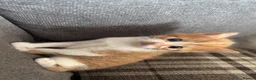 Mixed Breed cats for sale: 5 kittens  in Scunthorpe - Advert 8