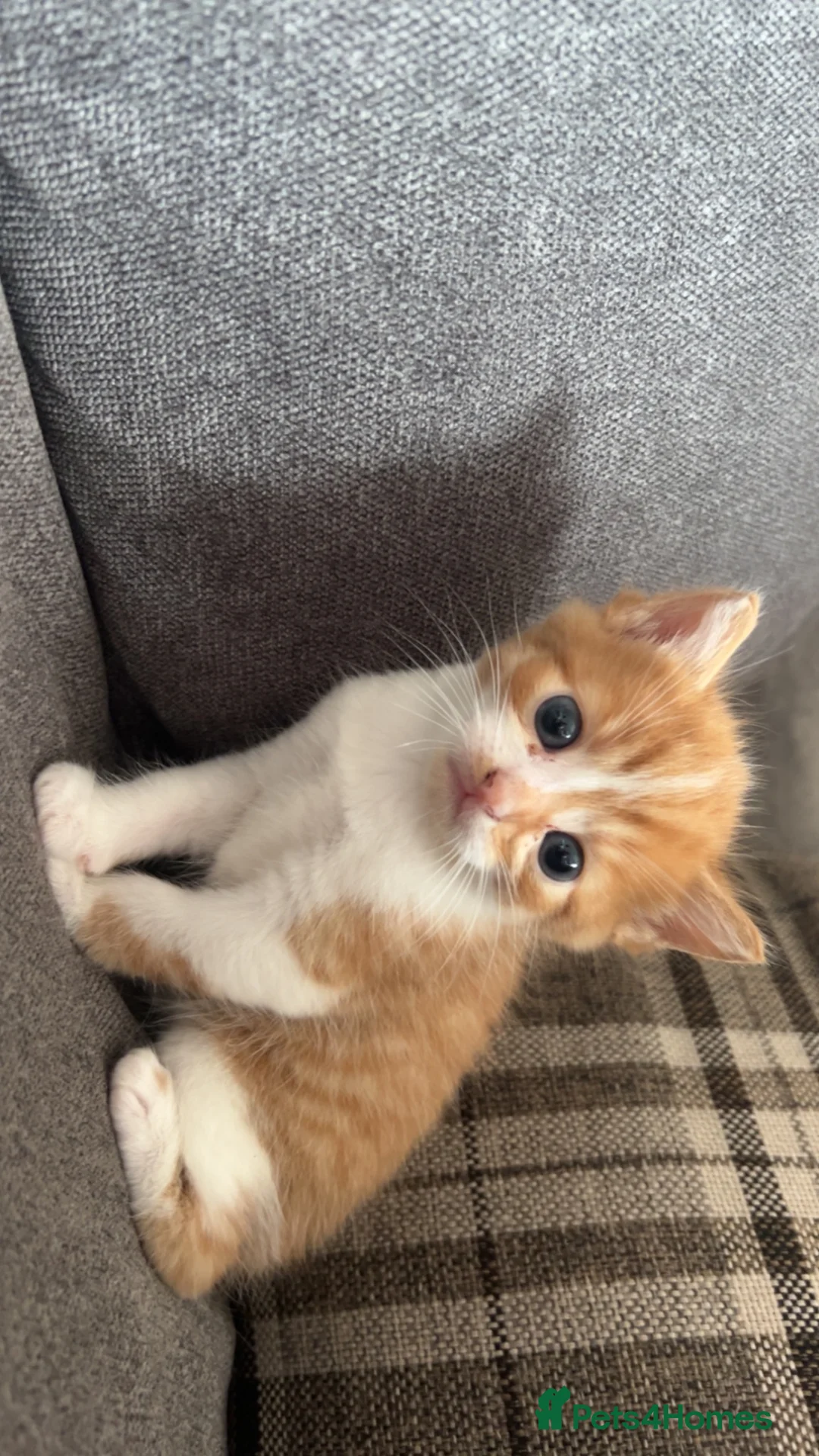 Mixed Breed cats for sale: 5 kittens  in Scunthorpe - Advert 8