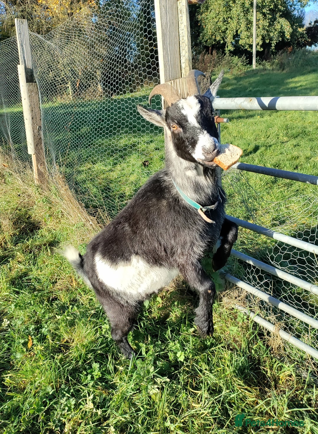Goats livestock for sale: Pigmy goat - Advert 2