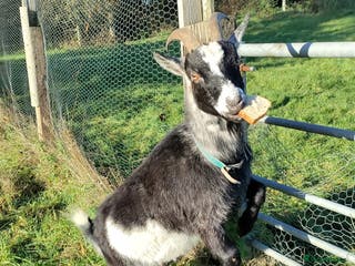 Goats livestock Pigmy goat - Advert 4