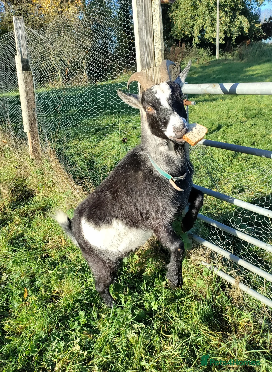Goats livestock for sale: Pigmy goat - Advert 2