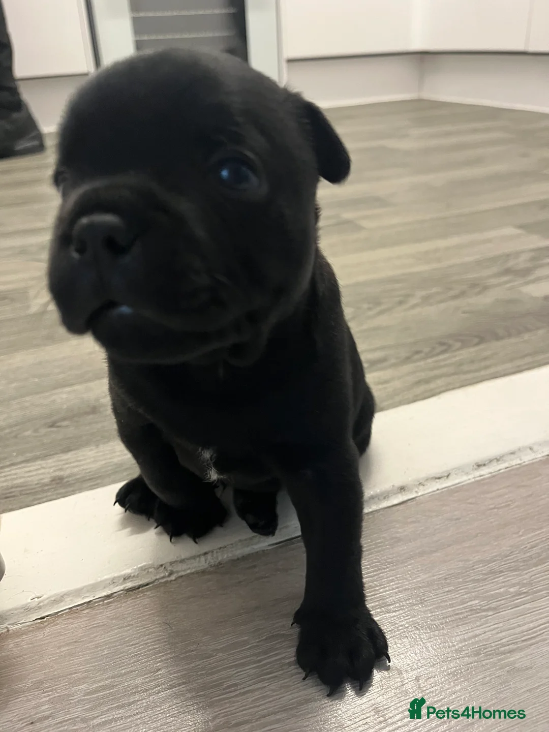 Staffordshire Bull Terrier dogs for sale: KC registered Staffordshire bull terrier puppy  - Advert 6