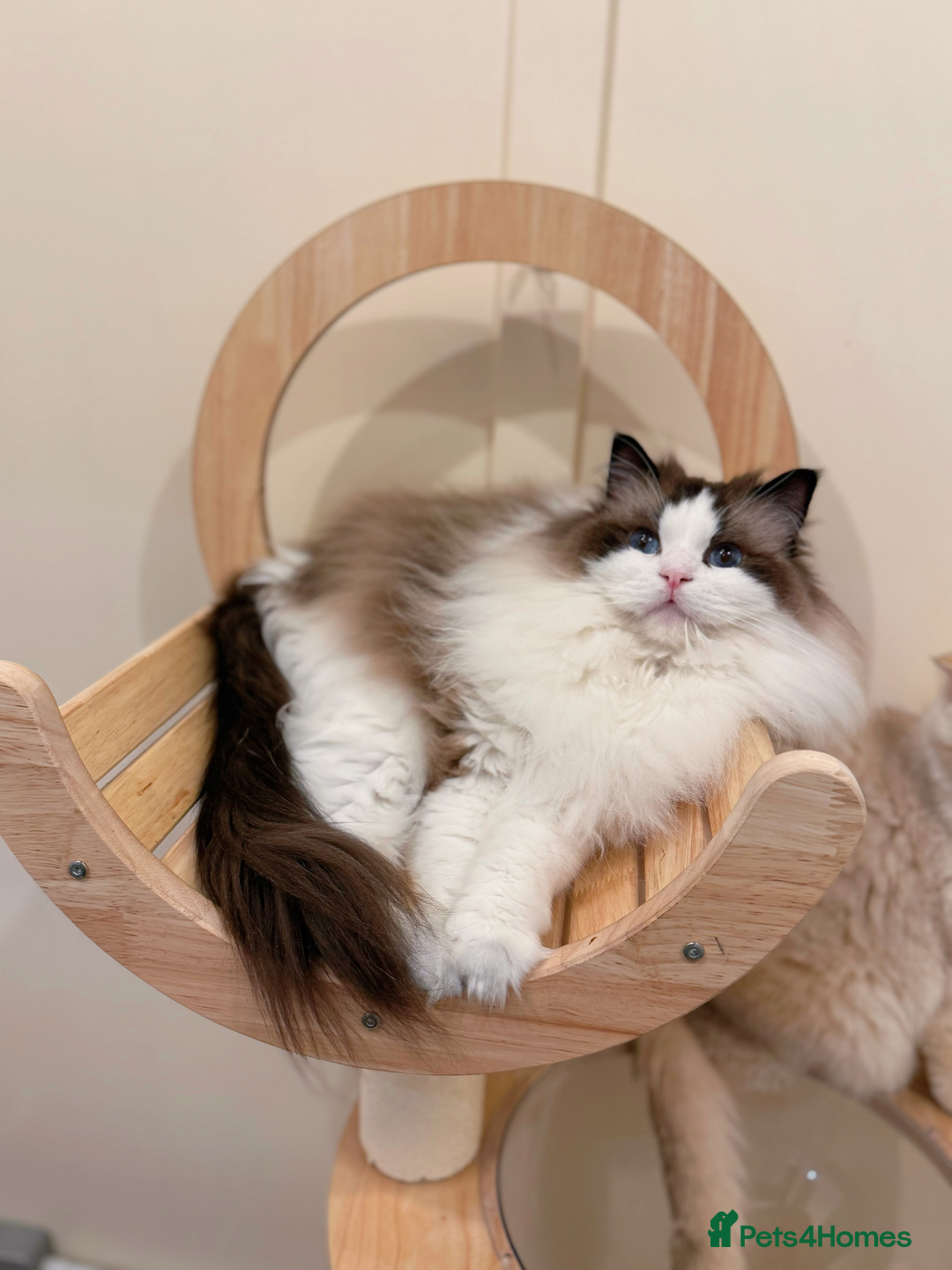 Ragdoll cats for sale: Stunning Ragdoll, BSH & Golden Longhair - Advert 4