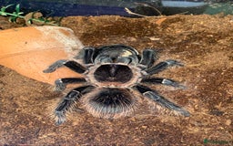 Mixed Breed reptiles for sale: Reptile, invert and amphibian rescue service.  - Image 11