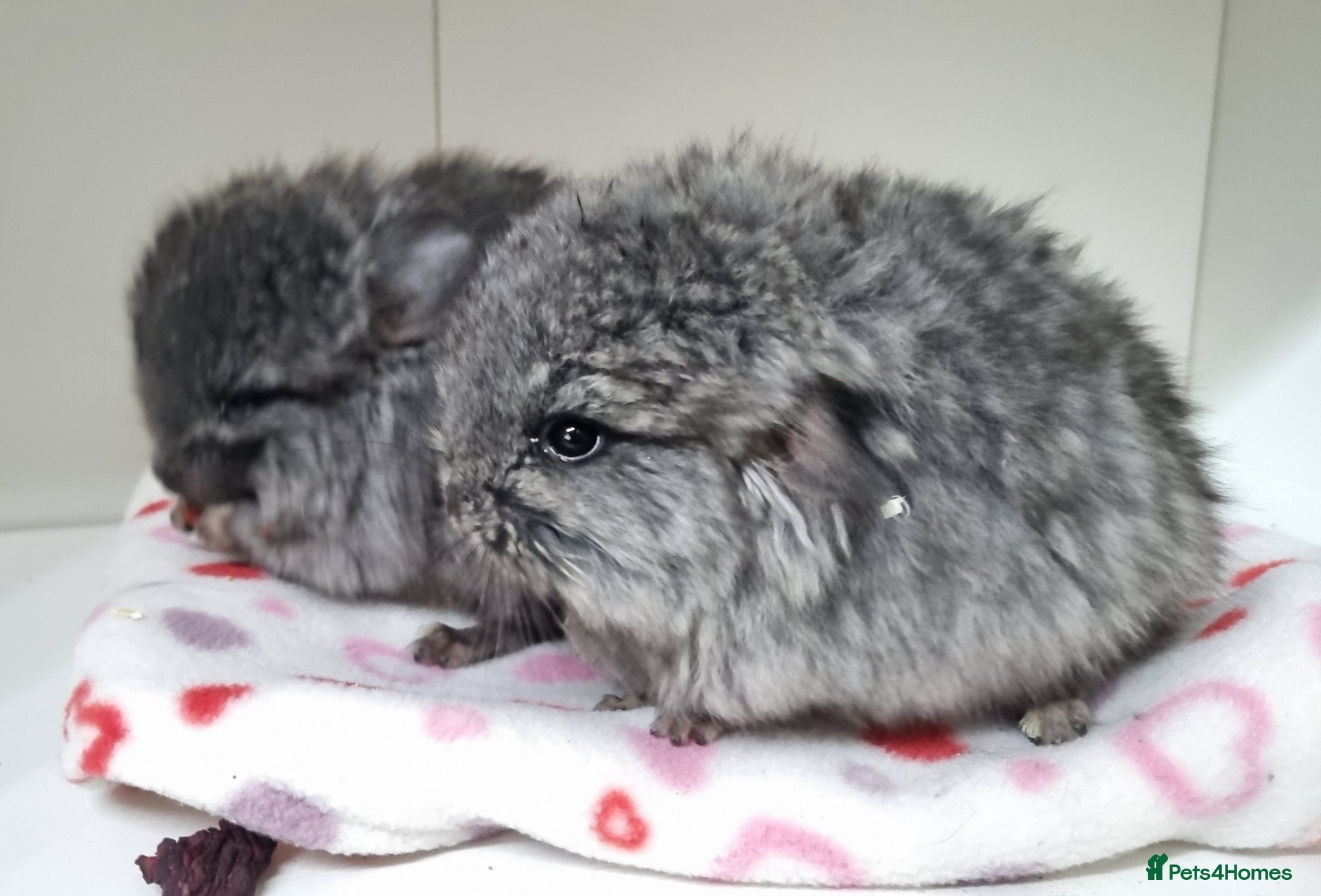 Chinchilla rodents Ebony angora male chinchillas - Advert 16